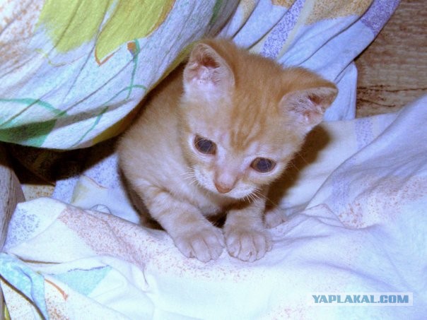 Кошкин дом