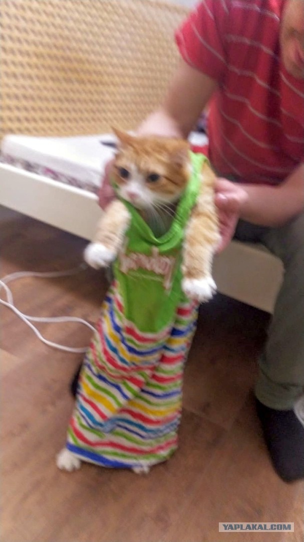 12 самых смешных котов в истории комического конкурса Comedy Pet Photography Awards