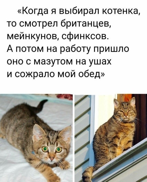 Смешные картинки с надписями на пятницу