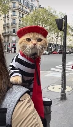 Пожилая женщина каждый день наряжает и фотографирует своего кота