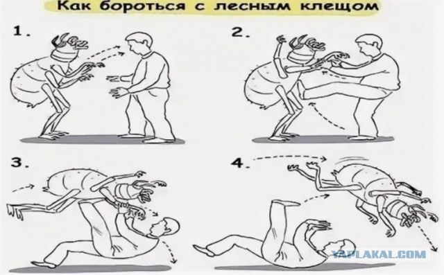 Вы пошли на пикник, а в траве вас радостно ждут клещи