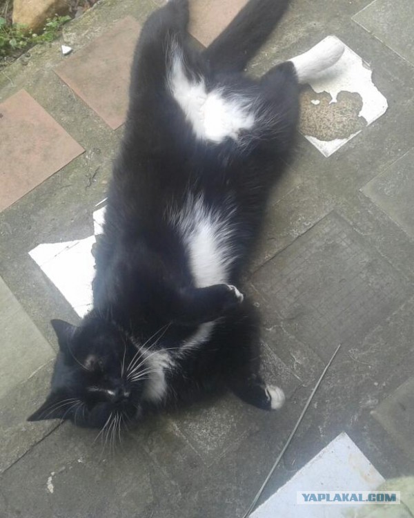 Котовторник 23.07.2013