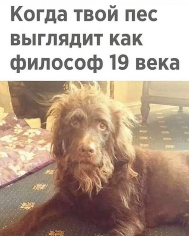 Винегрет из собак