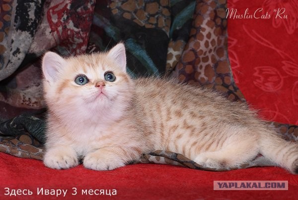 Коты и время