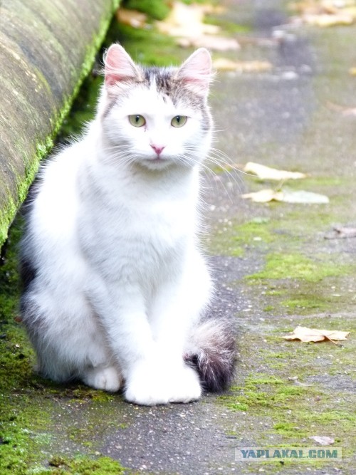 Котовторник на 24.09.2013г