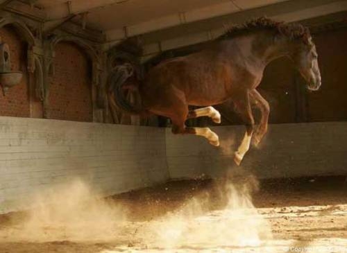 Скоро Год Лошади)))