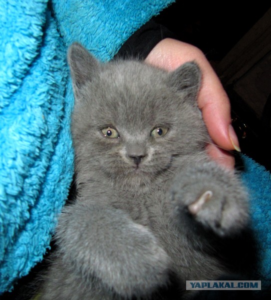 Котовторник   31.12.  2013