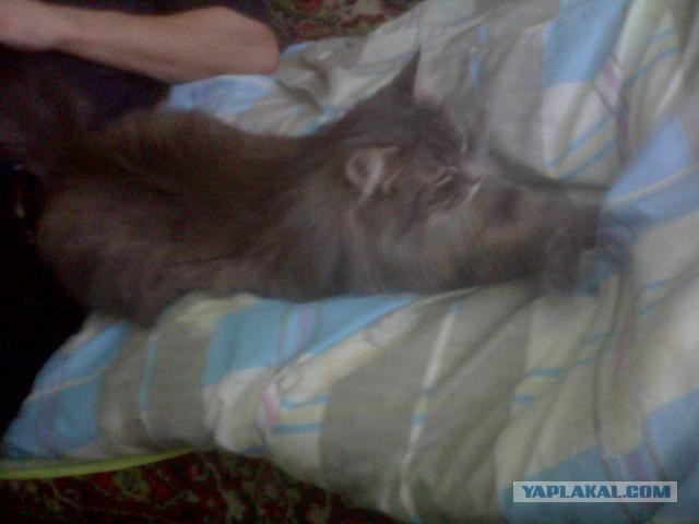 Кошке нужен хозяин