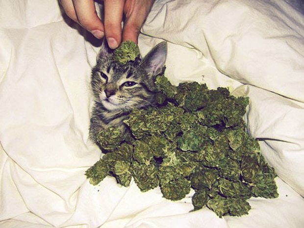 Кот и наркотики донор и марихуана