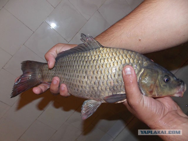 На рыбалку с сыном