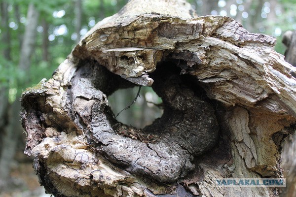 Дорога из Киева и из Москвы в Ялту.