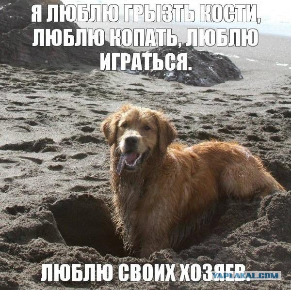 Вовремя снятые собакены