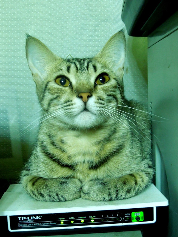 Котовторник 11.11.2014