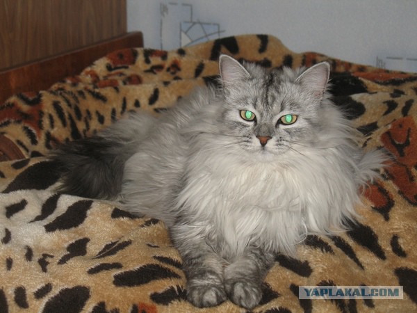 Самые красивые породы кошек (Топ 21)
