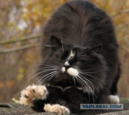 Котяра!