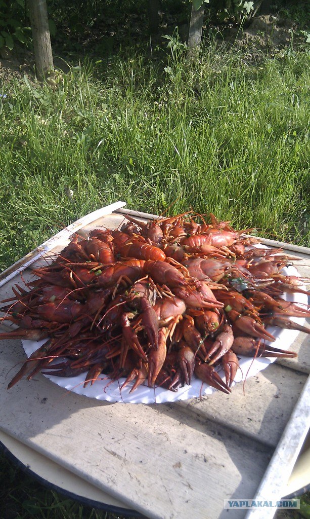 Решили мы как-то попить Пыва с раками!