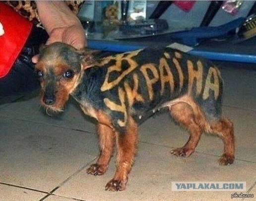 Прямая трансляция из ООН