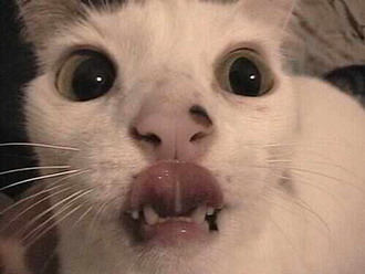 Коты, кошки, котята