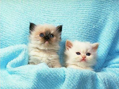 Коты, кошки, котята