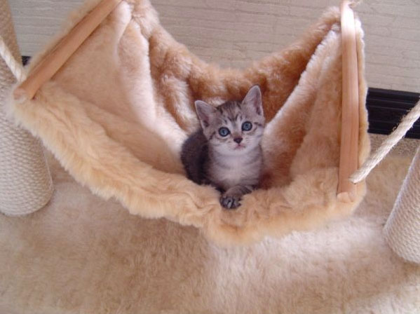 Коты, кошки, котята