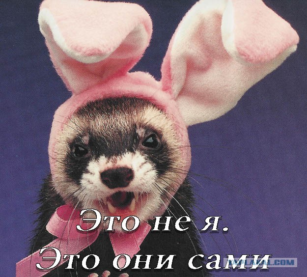 Как избавиться от хорька?