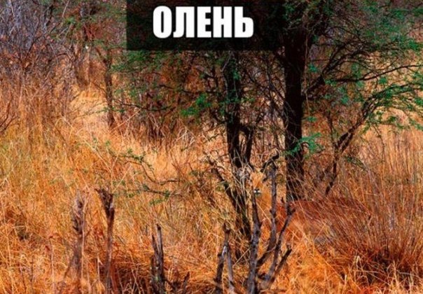 Прикольные животные