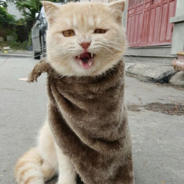 Прикольные животные
