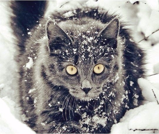 Коты из сети