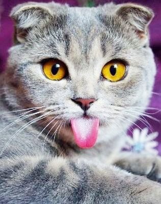 Коты из сети