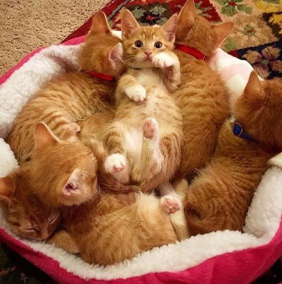 Коты и Кошки