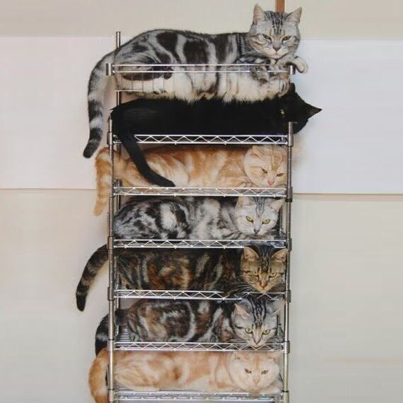 Коты и Кошки