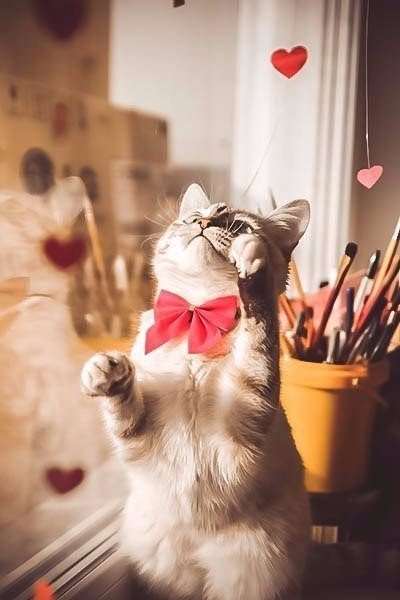 Коты и Кошки