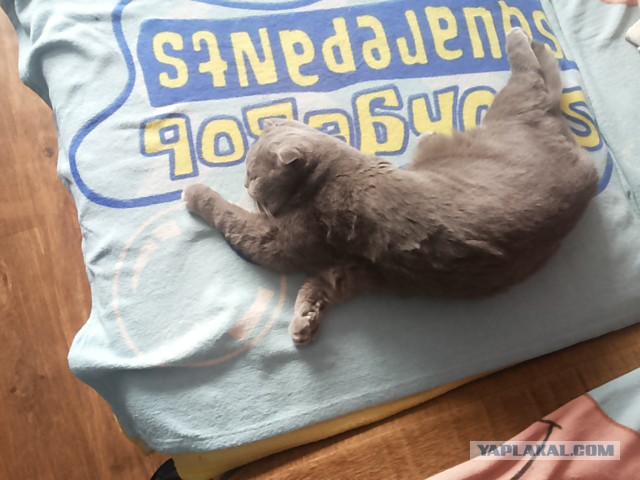 Правильно ли спит кот?