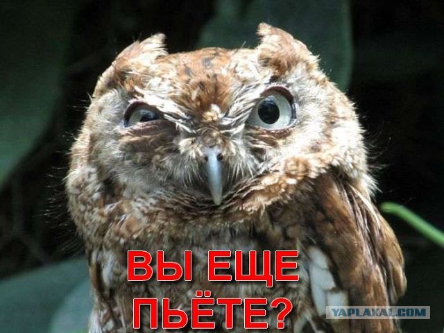 16-летний подросток умер, выпив банку "Ягуара"