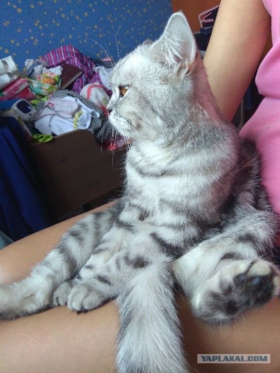 Котовторник 05.06.2018