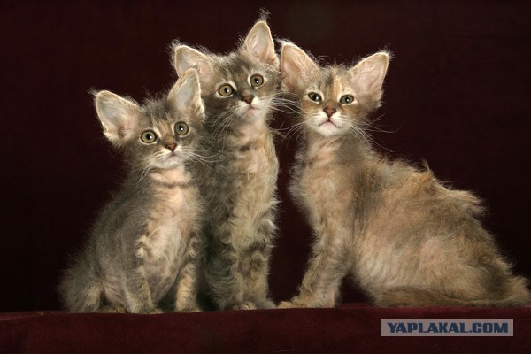 Котовторник на ЯПлакалъ 08.07.2008
