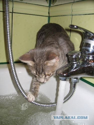 А вот и мы: котятовторник!