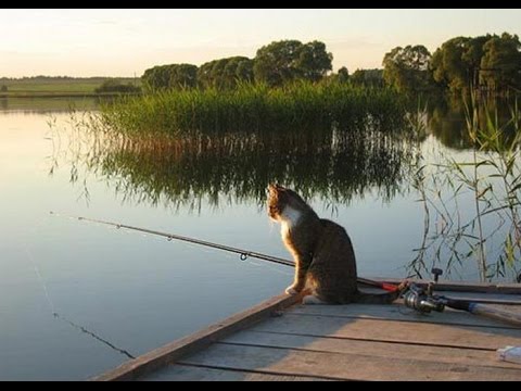 Незабываемая первая поездка на рыбалку нашего кота Васи