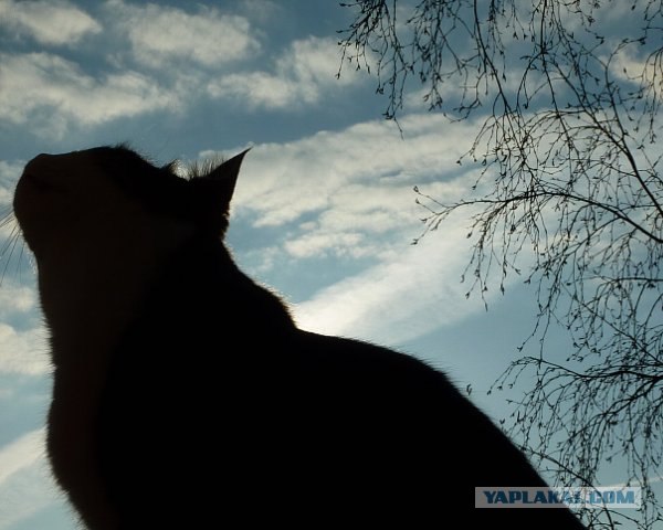 Котейкин вторник! Космический 12.04!