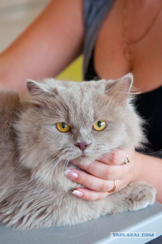 Котовторник на середину июня