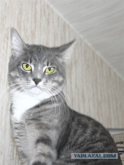 Состоятельный котовторник