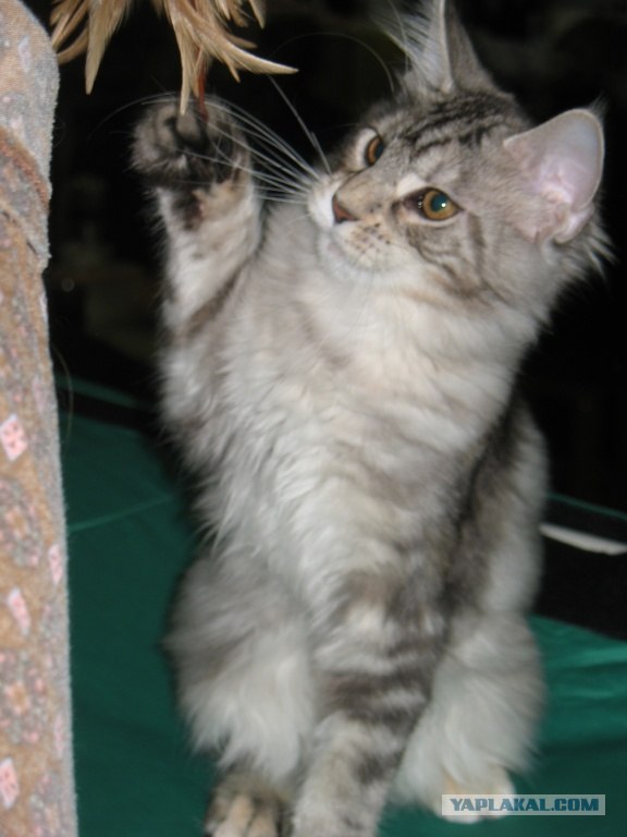 Котовторник 06.12.2011