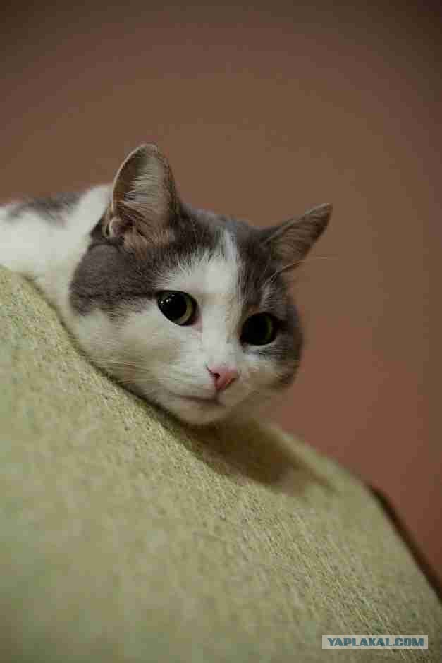 Котовторник 20.12.2011