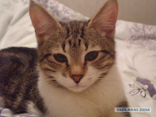 Котовторник ( 23.10. 2012. )