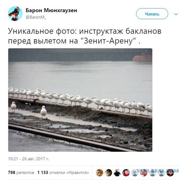 В Питере сверхразумы решили защитить крышу Газпром-арены от бакланов и включили крики птиц