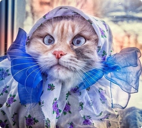 Забавные картинки с котами из сети