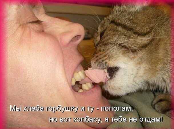 Хвостатые—усатые