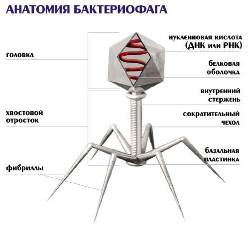 Вирусы — живые существа или мёртвая материя?