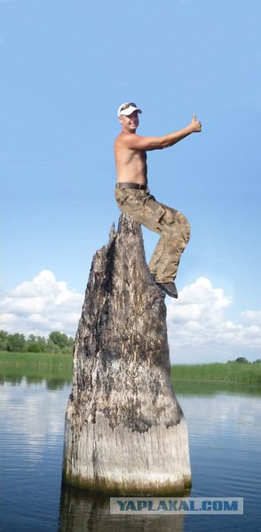 Фотожаба: На пеньке