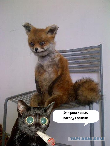 Таксидермия + наркомания